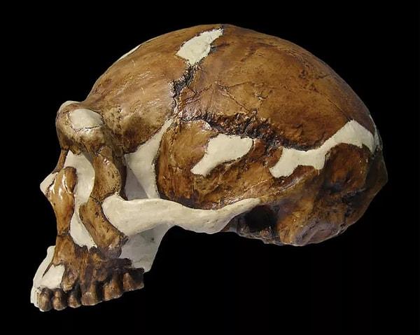 14. Çin'deki Zhoukoudian mağarasında 1920'lerde ve 1930'larda Homo erectus pekinensis (daha popüler olarak Pekin Adamı olarak bilinir) adlı bir hominid türünden bir dizi fosil çıkarıldı.