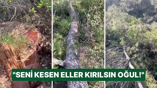 Vatandaşın, Muğla Akbelen Ormanı'nda Ansızın Başlayan Ağaç Kesimine Feryadı İçimizi Yaktı!