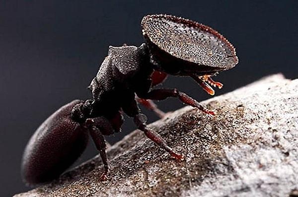2. Emektar bir karınca: