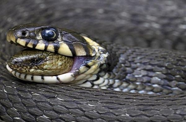 6. Köryılan yiyen bir çayır yılanı: