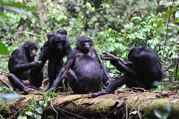 3. Bonobo maymunları her türlü çatışmayı engellemek için cinsel aktiviteye başvururlar ve maymunlar arasında en barışçıl türdür.