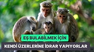 Şaşırmaya Hazır mısınız? Maymunlar Hakkında Daha Önce Hiç Duymadığınız 15 Gerçek