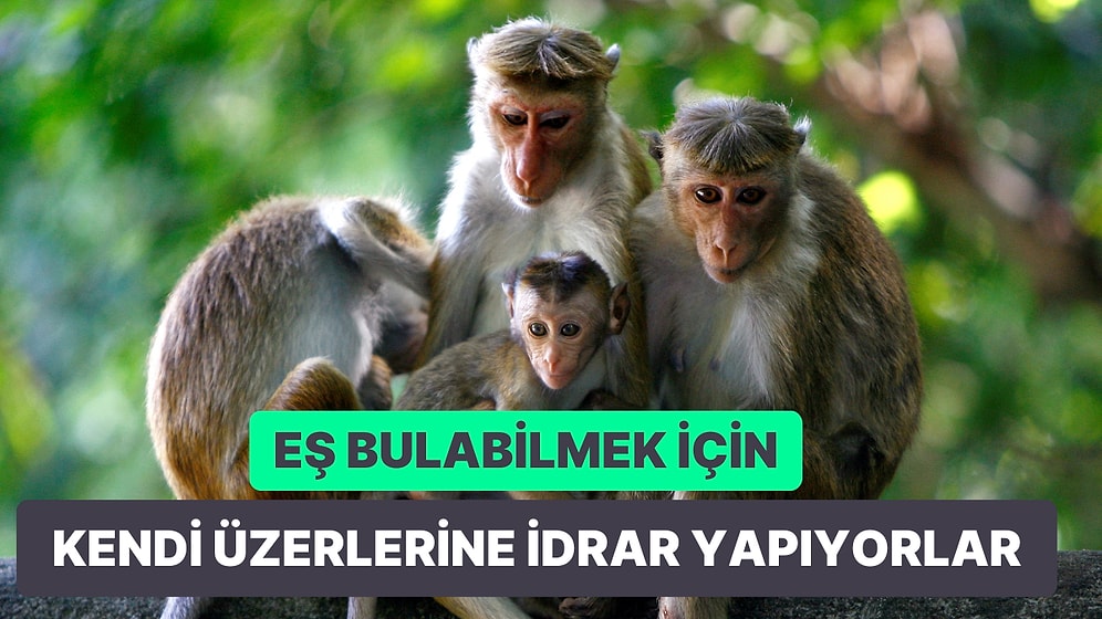 Şaşırmaya Hazır mısınız? Maymunlar Hakkında Daha Önce Hiç Duymadığınız 15 Gerçek