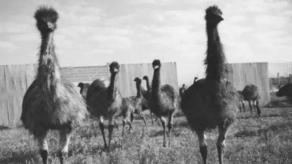 Emu Savaşı'nın ardından emular, Avustralya'nın vahşi doğasının bir parçası olarak kabul edilmeye devam etti.