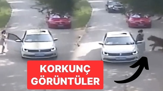 Kaplan, Eşiyle Tartışmak İçin Arabadan İnen Kadını Yakalayarak Ormana Kaçırdı!