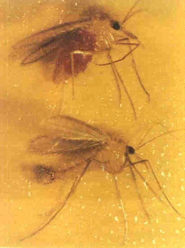 Halk arasında kan emen yakağan olarak bilinen ve sinekten 5 kat daha küçük olan kum sineği, sıcaklarla birlikte vatandaşları rahatsız etmeye başladı.  Gözle görmenin çok zor olduğu, rüzgarlı havalarda kaybolan kum sinekleri,  özellikle hayvancılık yapılan yerlerde görülüyor.