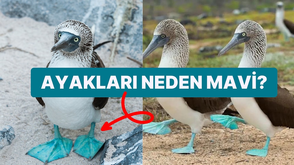 Mavi Ayakları ile Bir Bakanın Bir Daha Dönüp Baktığı Enteresan Kuş Günlük Şaşırma Kotanızı Dolduracak