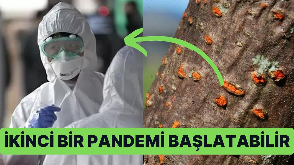 Ünlü Toksikolog Gelecekteki Pandeminin Bir Mantarla Başlayabileceği Konusunda İnsanları Uyarıyor