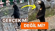 Çin'de Bir Hayvanat Bahçesinde Çekilen Ayının Görüntüleri İnfial Yarattı: "Ayı Kostümü Giymiş Bir İnsan Değil"