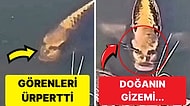 Dünyanın En İlginç Hayvanlarından Olan İnsan Yüzlü Balık Rüyalarınıza Girecek