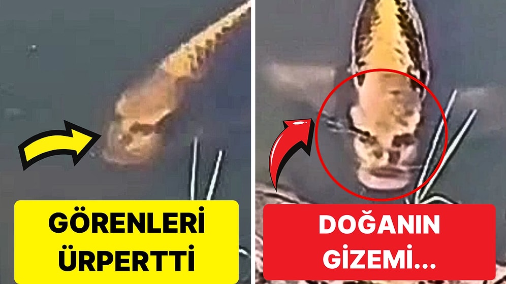 Dünyanın En İlginç Hayvanlarından Olan İnsan Yüzlü Balık Rüyalarınıza Girecek