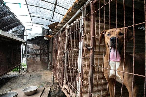 Koreli köpek çiftçileri derneğine göre, her sene 700 bin ve 1 milyon arası köpek kesiliyor.