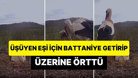 Şöyle Bir İlişki Nasip Olur mu? Üşüyen Eşi İçin Battaniye Getirip Üzerine Örten Leylek