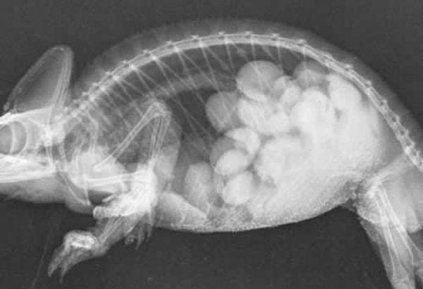 13. Bir bukalemunun yumurtlamadan önceki röntgeni 👇