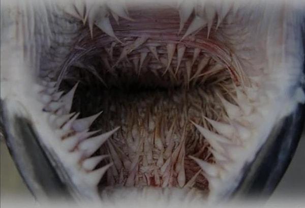 3. Deniz kaplumbağasının ağzının içi 👇