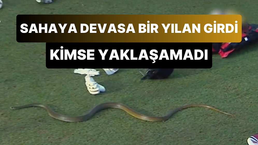 Sri Lanka'da Sahaya Yılan Girdi, Karşılaşma Uzun Süre Durmak Zorunda Kaldı