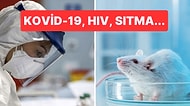 Koronavirüs Yaymak İçin Üretilen Bin Adet Fare Yasadışı Bir Laboratuvarda Ele Geçirildi!