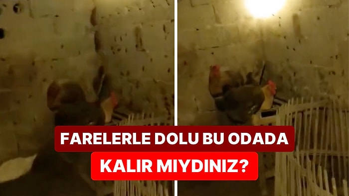 10 Bin Dolar Verseler Zindandan Hallice Bu Odada Bir Gece Geçirir Misiniz?