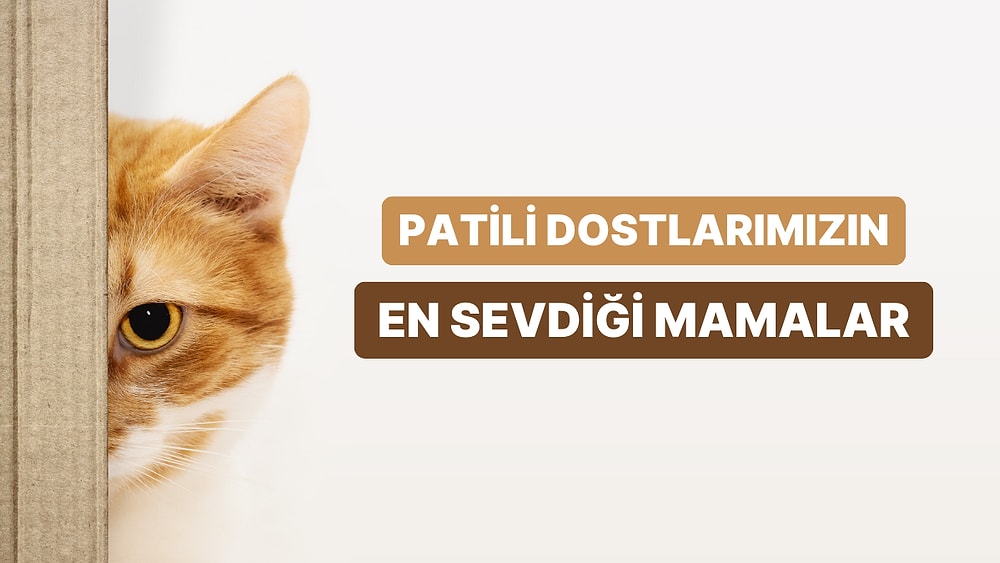 Patili Dostlarımızın En Temel İhtiyacı: Kedilerin Ayıla Bayıla Yediği En Sevilen Kedi Mamaları