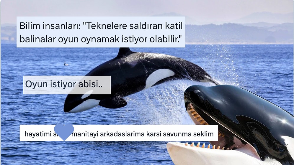 Katil Balinaların Oyun Oynamak İstediği İçin Teknelere Saldırıyor Olabileceği Sosyal Medyanın Gündeminde