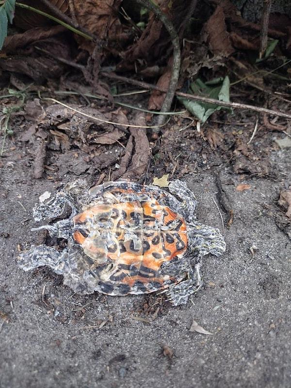 10. Araba kazasının ardından vücudu düzleşen bu zavallı merhum kaplumbağa: