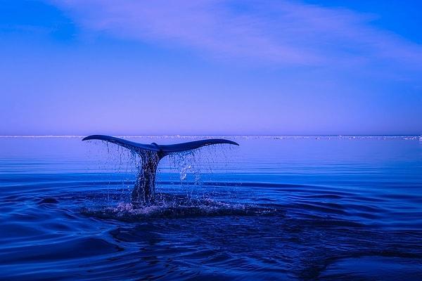 Dünyadaki en büyük ve en zeki hayvanlarından olan balinalar, okyanusların sağlığı için de inanılmaz derecede önemlidir. En üst seviyede yırtıcı olarak rollerine ek olarak, karbon döngüsünde de hayati bir rol oynuyorlar