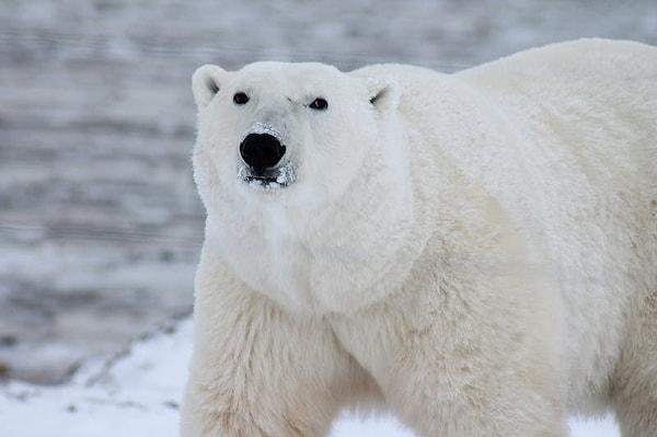 2. Antarktika'da hiç kutup ayısı kalmadı.