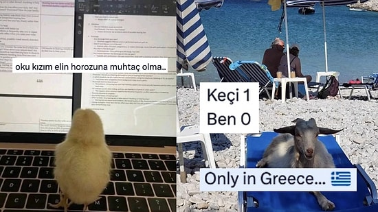 Eğitim Aşkıyla Yanıp Tutuşan Civcivden Bir Keçi Kadar Olamayanlara Son 24 Saatin Viral Tweetleri