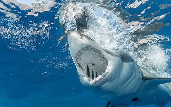 16. Köpekbalıksız yüzmek için Antarktika'ya gidebilirsiniz.