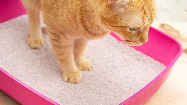 Gardıroplarınızdaki nem problemi için pratik ve basit bir çözüm önerimiz de kedi kumu.