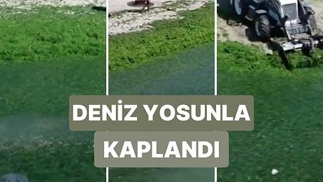 İstanbul'da Yaşanan Yoğun Lodos Sonrası Avcılar Sahili Yosunla Kaplandı