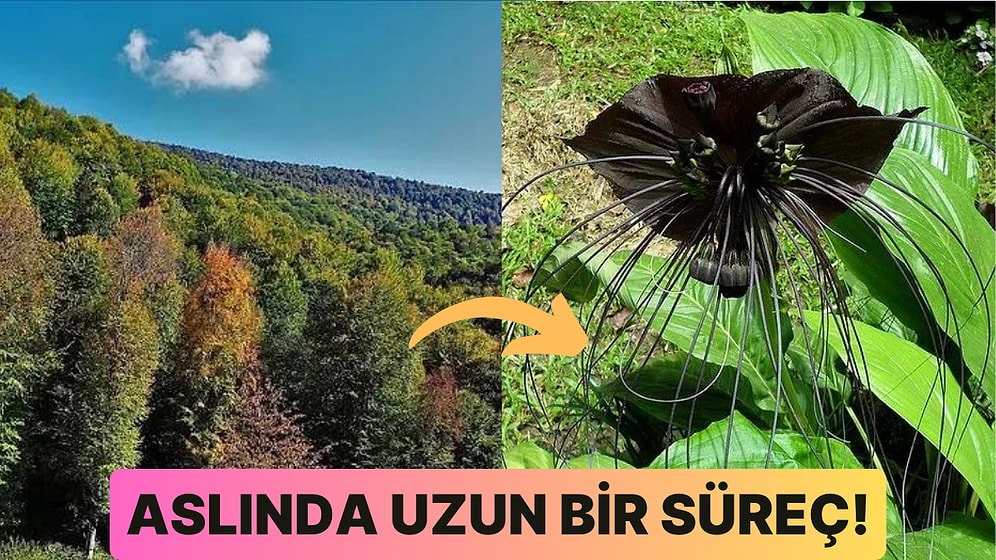 Bitkiler Güneş Işığını Enerjiye Dönüştürürken Hangi Adımları İzler?