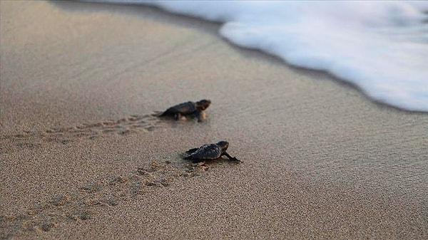 Dive into a World of Caretta Turtles & Vibrant Marine Life