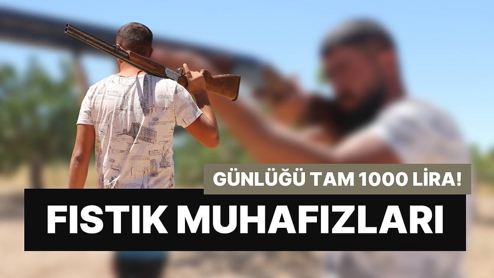 Meslekleri 'Fıstık Muhafızlığı': Kazançları Günlük 1000 Lira