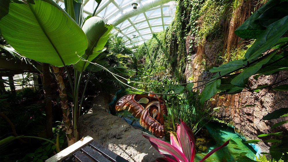 A Captivating Oasis of Fluttering Beauty: Konya Tropical Butterfly Garden