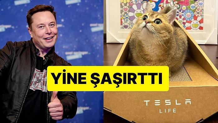 Tesla, Cybertruck Modelinden İlham Aldığı Kedi Yatağını Satışa Çıkardı