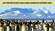 İçinde Ülke Bulunmayan Tek Kıta Olan Antarktika Hakkında Daha Önce Duymadığınız 20 İlginç Bilgi