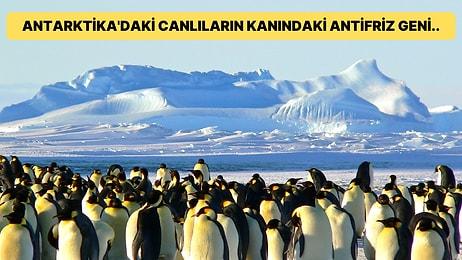İçinde Ülke Bulunmayan Tek Kıta Olan Antarktika Hakkında Daha Önce Duymadığınız 20 İlginç Bilgi