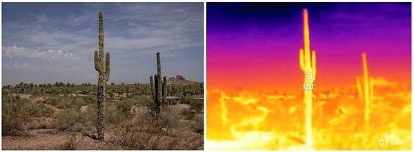 Phonex’in en gözde mekanlarından biri olan Çöl Botanik Bahçesi'nde 26 Temmuz sabah 10'dan önce termometreler 44 dereceyi gösterdi, ancak bir Saguaro kaktüsü yüzey sıcaklığını 49 derece olarak kaydetti.