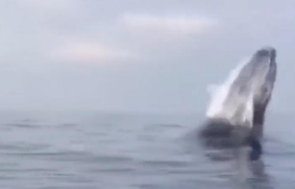 Bir anda sudan çıkan balina karşısında ne yapacağını şaşıran kadın hemen botuna tırmanmaya çalıştı.