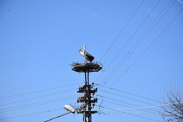 Göç eden leyleklerin dinlenmek için durdukları elektrik direklerinde akıma kapılıp ölmemeleri için sıra dışı bir yönteme gidildi.