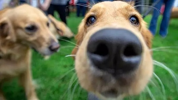 Köpeklerin renkli dünyası, insanlarınkine kıyasla farklıdır ancak bu onların özel ve benzersiz algılarına engel değildir.