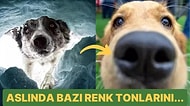 Sevimli Dostlarımız Köpekler Gerçekten Renk Körü müdür? Köpekler Etrafı Nasıl Görürler?