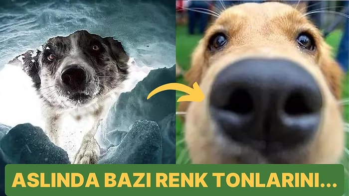 Sevimli Dostlarımız Köpekler Gerçekten Renk Körü müdür? Köpekler Etrafı Nasıl Görürler?