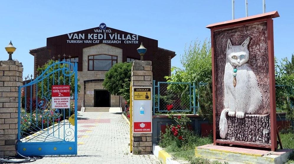 Van Cat House Villa: A Sanctuary for the Unique Feline of Turkey