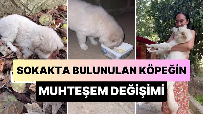 Sokakta Bulunup Sahiplenilen Köpeğin 7 Ay İçinde Yaşadığı Mükemmel Değişim