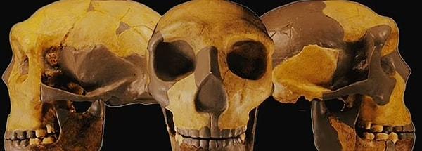 Şimdiyse araştırmacılar, Homo sapiens ve Neandertallerin son ortak atasının güneybatı Asya'da ortaya çıktığını ve daha sonra tüm kıtalara yayıldığını düşünmektedirler.