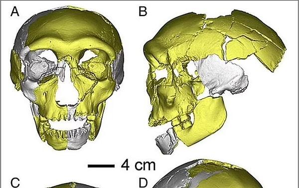 Araştırmacılar, bu türün 'gerçek bir çeneye sahip olmadığını' belirtiyorlar. Bu, onu 400 bin yıl önce Neandertallerden ayrılan Asya'da yaşamış olan ve soyu tükenmiş antik insan türü Denisovan'a daha benzer kılıyor.