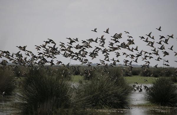 Kızılırmak Delta Bird Sanctuary: A Symphony of Life, Diversity, and Nature's Resilience