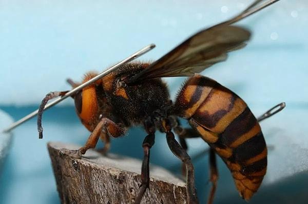 Siz bu arılar hakkında ne düşünüyorsunuz? Yorumlara buyurun!